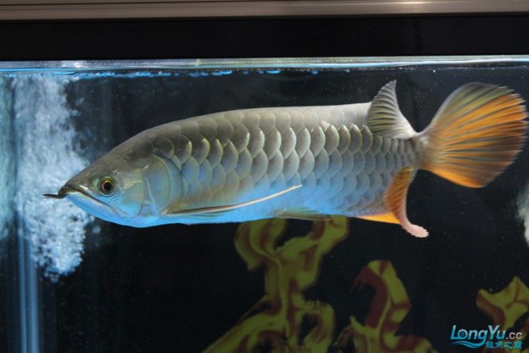 寶石龍魚發(fā)色后圖片（寶石龍魚發(fā)色后的圖片展示）