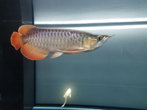 寶石龍魚發(fā)色后圖片（寶石龍魚發(fā)色后的圖片展示）