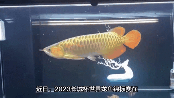 能推薦一些紅福龍魚動態壁紙嗎（福龍魚動態壁紙是一種視覺藝術，它是一種視覺藝術）