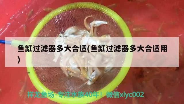 觀賞魚進口流程圖解視頻大全下載(水產魚加工視頻)（觀賞魚進口流程圖解） 觀賞魚進口流程圖解視頻大全下載(水產魚加工視頻)（觀賞魚進口流程圖解） 觀賞魚百科 第2張