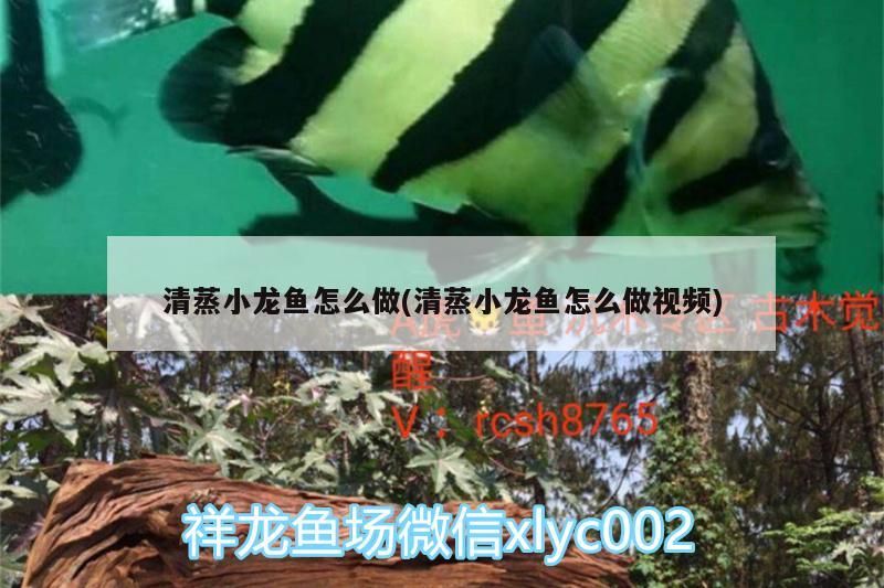 清蒸小龍魚(yú)怎么做(清蒸小龍魚(yú)怎么做視頻)（清蒸小龍魚(yú)怎么做） 清蒸小龍魚(yú)怎么做(清蒸小龍魚(yú)怎么做視頻)（清蒸小龍魚(yú)怎么做） 觀賞魚(yú)百科