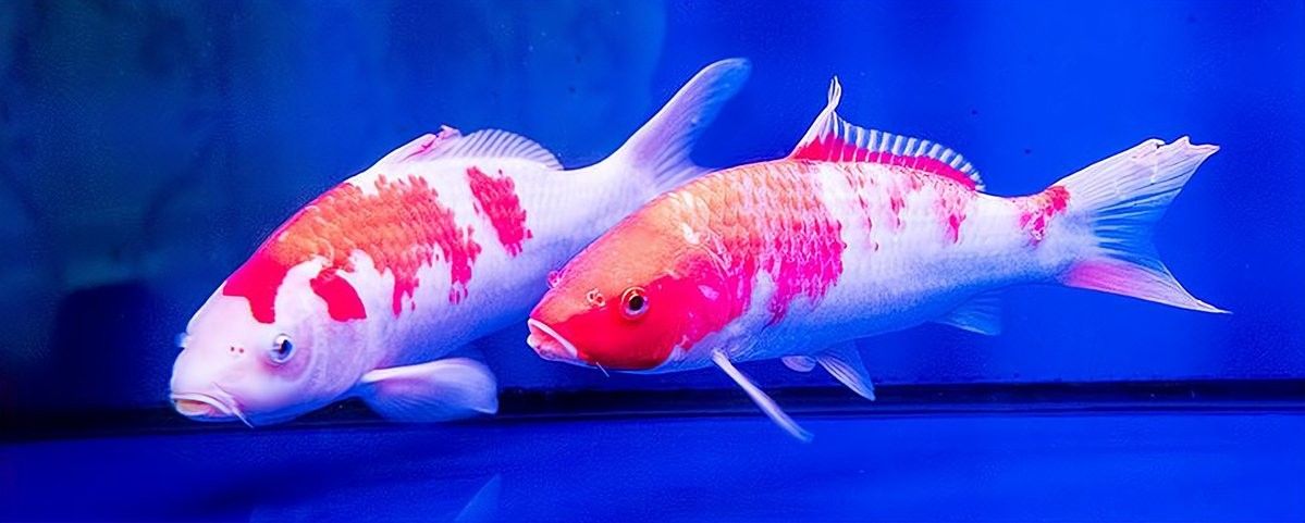 蝴蝶鯉和哪些溫和魚類混養最佳（蝴蝶鯉和錦鯉能混養嗎）