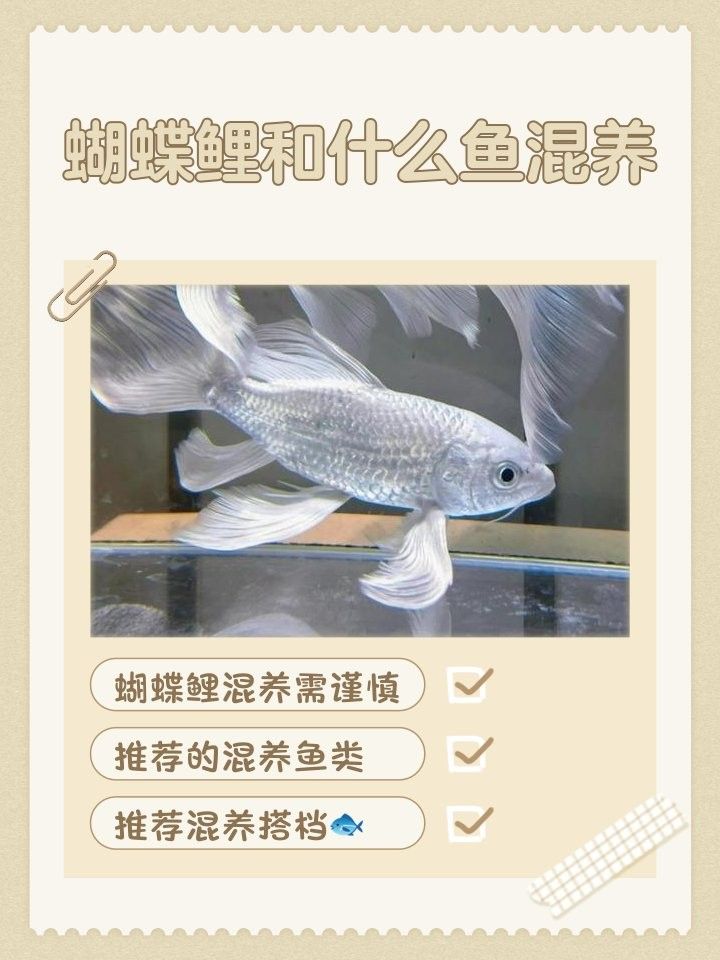 蝴蝶鯉和哪些溫和魚類混養最佳（蝴蝶鯉和錦鯉能混養嗎）