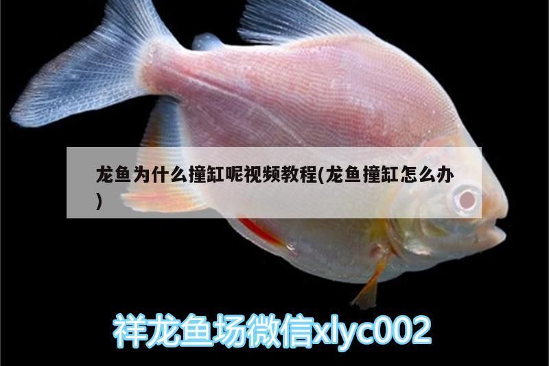 龍魚為什么撞缸呢視頻教程(龍魚撞缸怎么辦)（龍魚為什么會撞缸呢視頻教程） 龍魚為什么撞缸呢視頻教程(龍魚撞缸怎么辦)（龍魚為什么會撞缸呢視頻教程） 觀賞魚百科