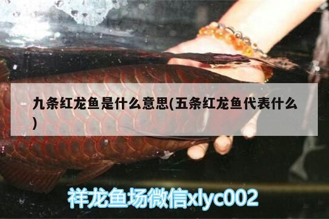 九條紅龍魚是什么意思(五條紅龍魚代表什么)（為什么養魚雙數是大忌）