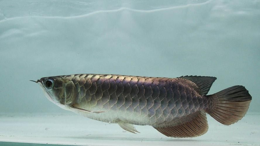 雙流哪個(gè)水族館龍魚(yú)好？祥龍魚(yú)場(chǎng)龍魚(yú)（廣州龍魚(yú)祥龍魚(yú)場(chǎng),成都海洋館遛娃記-大眾點(diǎn)評(píng)）