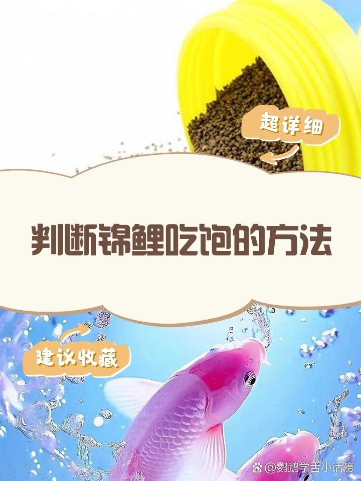 有哪些常見魚類的特殊吃飽信號？（六大魚種咬鉤信號圖鑒,判斷魚類饑飽的有效方法）