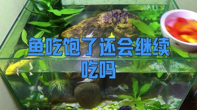有哪些常見魚類的特殊吃飽信號？（六大魚種咬鉤信號圖鑒,判斷魚類饑飽的有效方法）