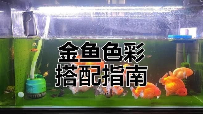 金底金龍魚缸背景貼什么顏色（底金龍魚缸背景貼有哪些品牌推薦金龍魚缸背景貼）