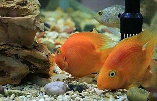 鸚鵡魚攻擊金龍魚怎么辦？（鸚鵡魚攻擊金龍魚會持續多久？）
