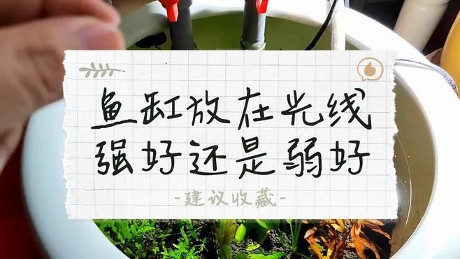 龍魚缸光照過強有哪些表現（魚缸中的光照過強會導致多種問題）