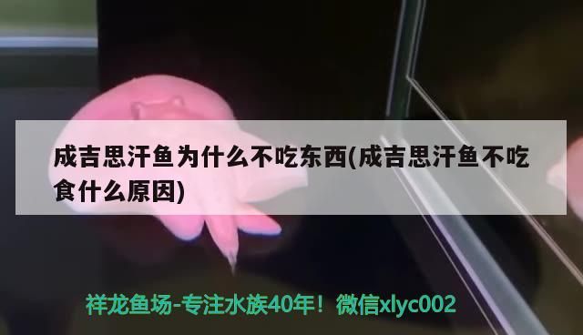 成吉思汗魚為什么不吃東西(成吉思汗魚不吃食什么原因)（成吉思汗魚為什么不吃東西）