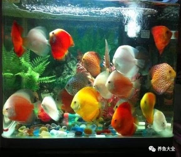 如何判斷龍魚是否需要使用紅霉素（養(yǎng)魚老道,魚缸里的龍魚打架受傷如何快速康復(fù)養(yǎng)魚老道） 如何判斷龍魚是否需要使用紅霉素（養(yǎng)魚老道,魚缸里的龍魚打架受傷如何快速康復(fù)養(yǎng)魚老道） 龍魚百科 第6張