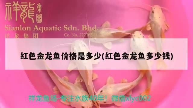紅色金龍魚價格是多少(紅色金龍魚多少錢)（紅色金龍魚價格是多少）