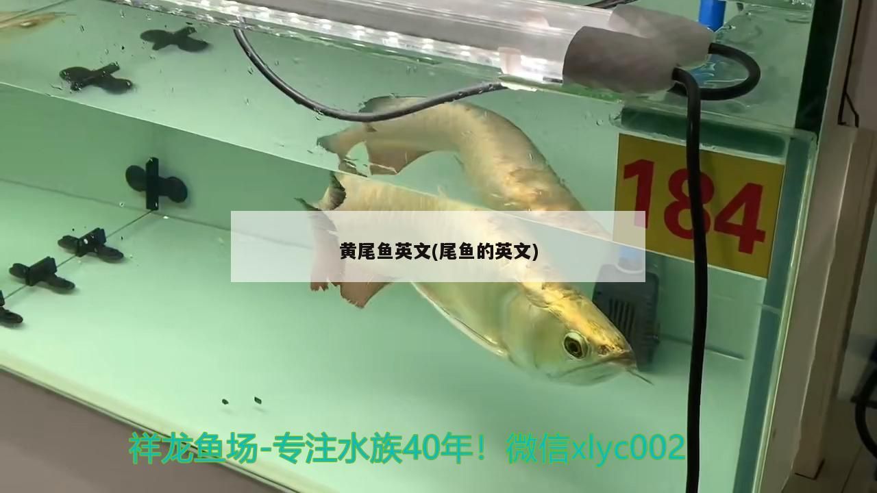 黃尾魚英文(尾魚的英文)（圣斗士星矢手游：黃尾魚的英文表達(dá)方式）