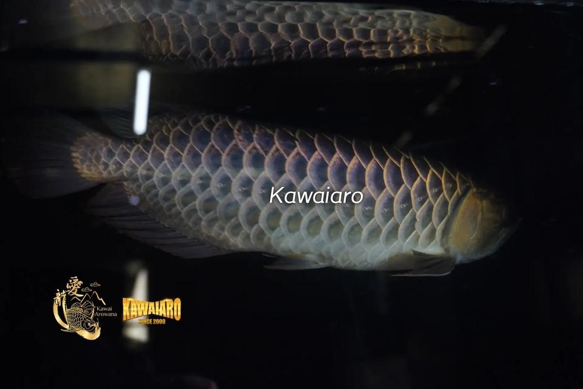 給我一些藍色金龍魚圖片欣賞（關于藍色金龍魚的圖片欣賞及相關信息） 給我一些藍色金龍魚圖片欣賞（關于藍色金龍魚的圖片欣賞及相關信息） 龍魚百科 第26張