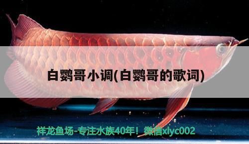 白鸚哥小調(白鸚哥的歌詞)（《白鸚哥小調》中的“白鸚哥”是什么？）