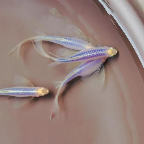 哪種恐龍魚最耐寒？（2025最耐寒觀賞魚榜單:六角恐龍魚耐寒能力）