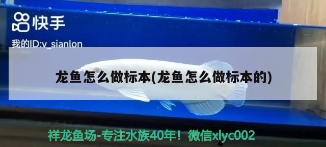 龍魚怎么做標(biāo)本(龍魚怎么做標(biāo)本的)（金龍魚怎么做標(biāo)本和龍魚怎么做標(biāo)本，學(xué)名美麗硬仆骨舌魚）