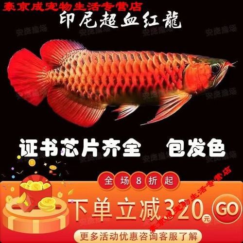 山東龍魚養殖場推薦（山東省內龍魚養殖產業主要集中在東明縣黃河灘區養殖場及注意事項）