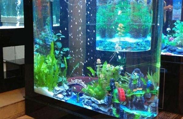 湘西土家族苗族自治州魚缸水族箱批發市場（湘西土家族苗族自治州水族箱批發市場） 湘西土家族苗族自治州魚缸水族箱批發市場（湘西土家族苗族自治州水族箱批發市場） 觀賞魚百科