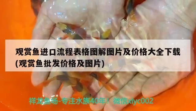 觀賞魚進口流程表格圖解圖片及價格大全下載(觀賞魚批發價格及圖片)（觀賞魚進口流程表格圖片及價格大全下載）