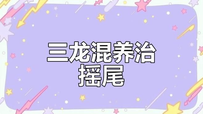 三角恐龍魚能混養嗎（三角恐龍魚與其他種類的魚混養時有幾個關鍵因素需要考慮）