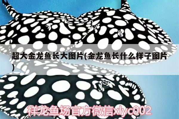 超大金龍魚長大圖片(金龍魚長什么樣子圖片)（多原大金龍魚長大圖片） 超大金龍魚長大圖片(金龍魚長什么樣子圖片)（多原大金龍魚長大圖片） 觀賞魚百科