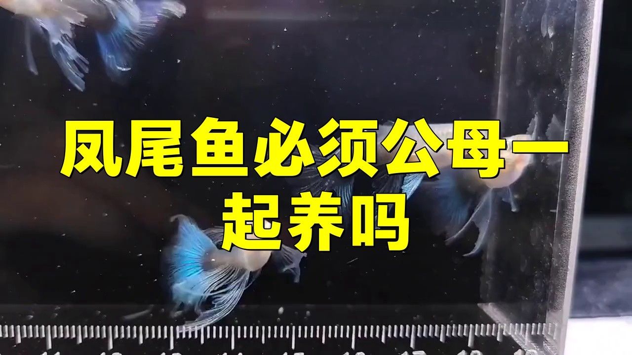 鳳魚(yú)在混養(yǎng)中起什么作用？（鳳魚(yú)在混養(yǎng)中作用的詳細(xì)分析） 鳳魚(yú)在混養(yǎng)中起什么作用？（鳳魚(yú)在混養(yǎng)中作用的詳細(xì)分析） 龍魚(yú)百科 第1張