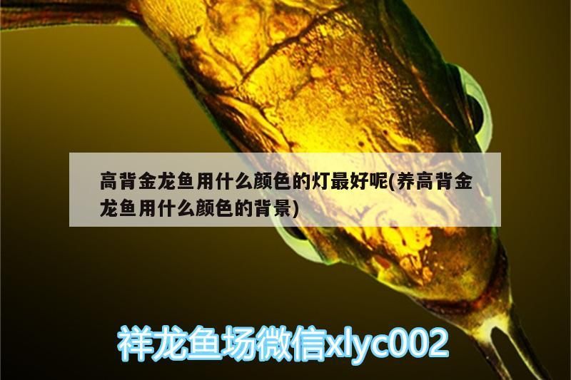 高背金龍魚用什么顏色的燈最好呢(養(yǎng)高背金龍魚用什么顏色的背景)（高背金龍魚用什么顏色的燈最好）
