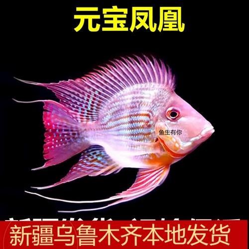 德州哪個水族館龍魚好？祥龍魚場龍魚（德州哪個水族館祥龍魚場） 德州哪個水族館龍魚好？祥龍魚場龍魚（德州哪個水族館祥龍魚場） 龍魚百科 第3張
