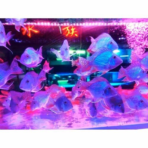 德州哪個水族館龍魚好？祥龍魚場龍魚（德州哪個水族館祥龍魚場） 德州哪個水族館龍魚好？祥龍魚場龍魚（德州哪個水族館祥龍魚場） 龍魚百科 第6張