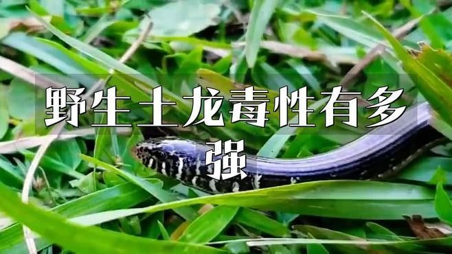 土龍魚和蛇哪個更危險？（土龍魚和土龍魚哪個更危險？） 土龍魚和蛇哪個更危險？（土龍魚和土龍魚哪個更危險？） 龍魚百科 第1張