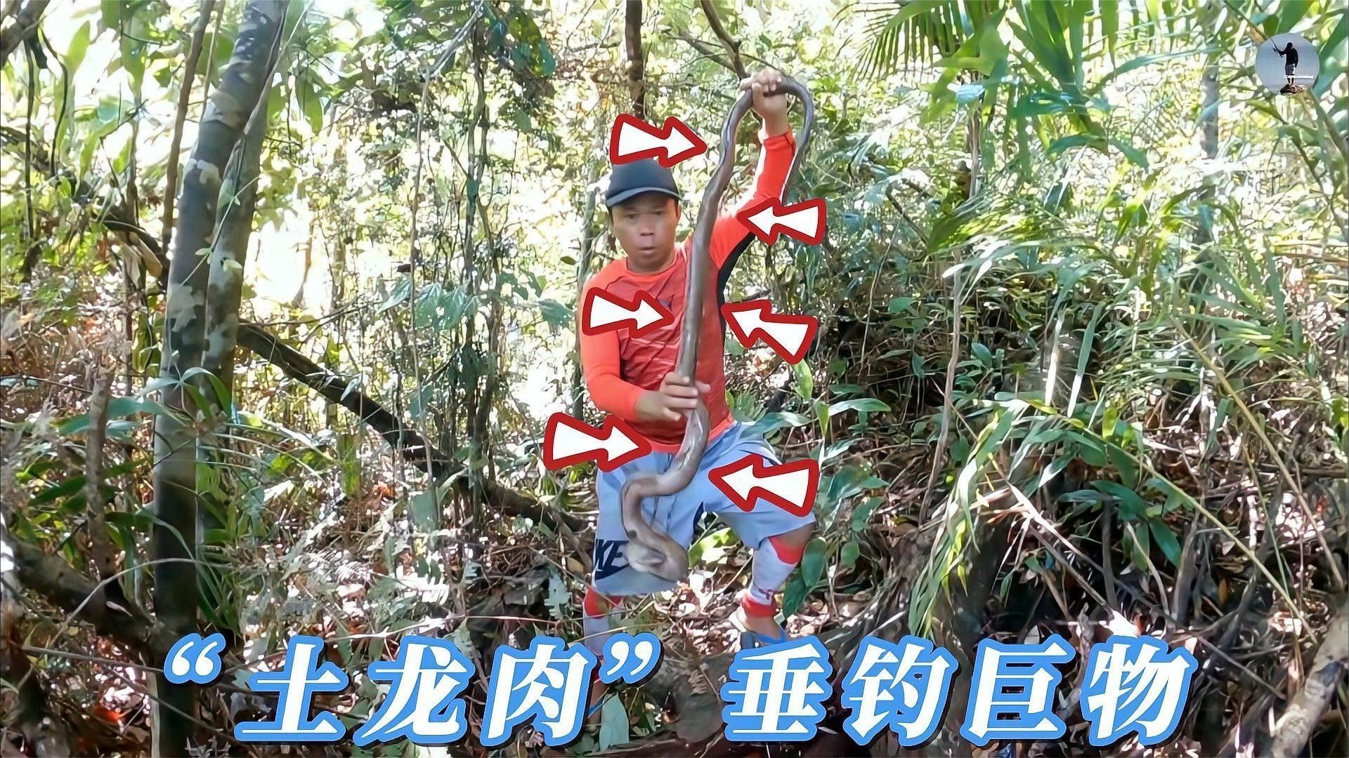 土龍魚和蛇哪個更危險？（土龍魚和土龍魚哪個更危險？） 土龍魚和蛇哪個更危險？（土龍魚和土龍魚哪個更危險？） 龍魚百科 第2張