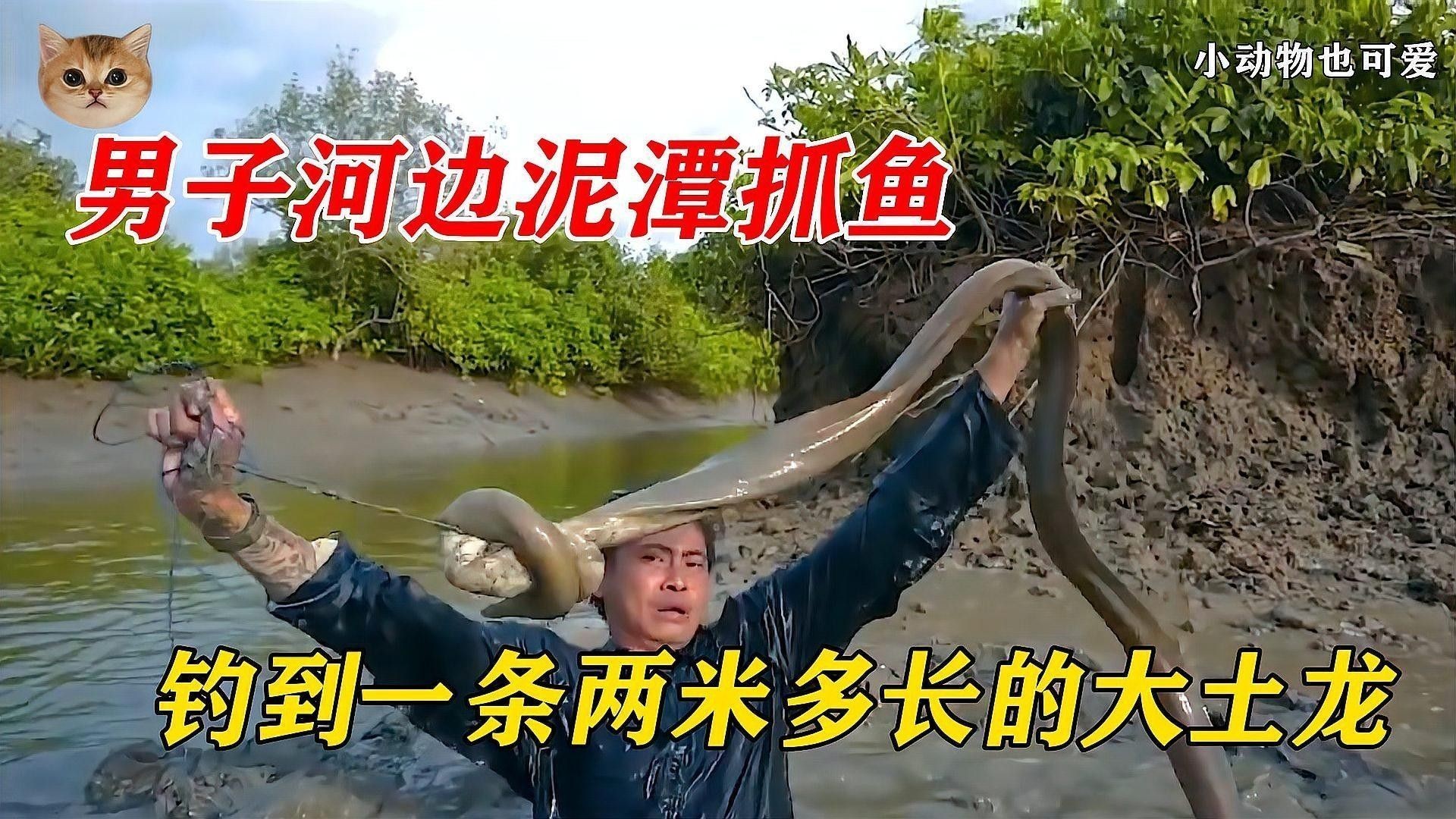 土龍魚和蛇哪個更危險？（土龍魚和土龍魚哪個更危險？） 土龍魚和蛇哪個更危險？（土龍魚和土龍魚哪個更危險？） 龍魚百科 第4張