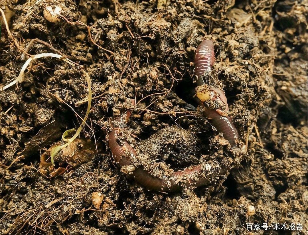 土龍魚和蛇哪個更危險？（土龍魚和土龍魚哪個更危險？） 土龍魚和蛇哪個更危險？（土龍魚和土龍魚哪個更危險？） 龍魚百科 第9張