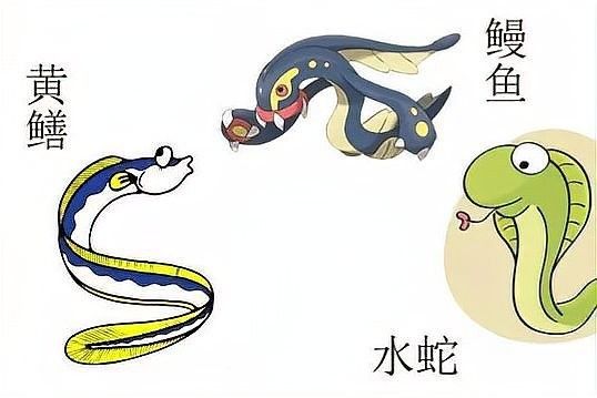 土龍魚和蛇哪個更危險？（土龍魚和土龍魚哪個更危險？） 土龍魚和蛇哪個更危險？（土龍魚和土龍魚哪個更危險？） 龍魚百科 第7張