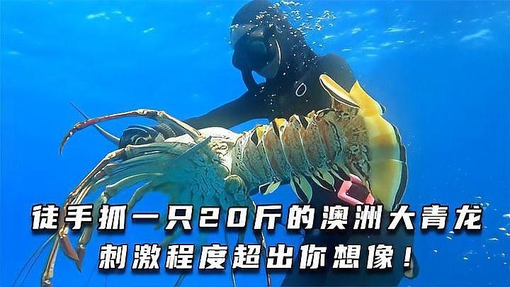 澳洲龍魚的價格是多少（悉尼臥龍崗捕撈澳洲大龍蝦全攻略悉尼臥龍崗捕撈澳洲大龍蝦）