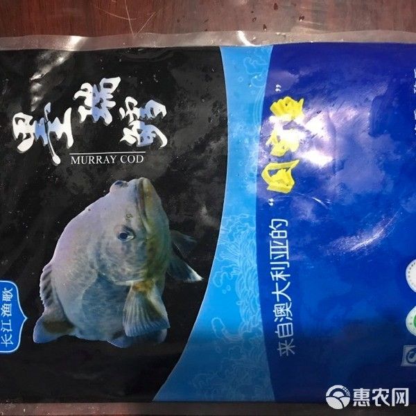 澳洲龍魚的價格是多少（悉尼臥龍崗捕撈澳洲大龍蝦全攻略悉尼臥龍崗捕撈澳洲大龍蝦）