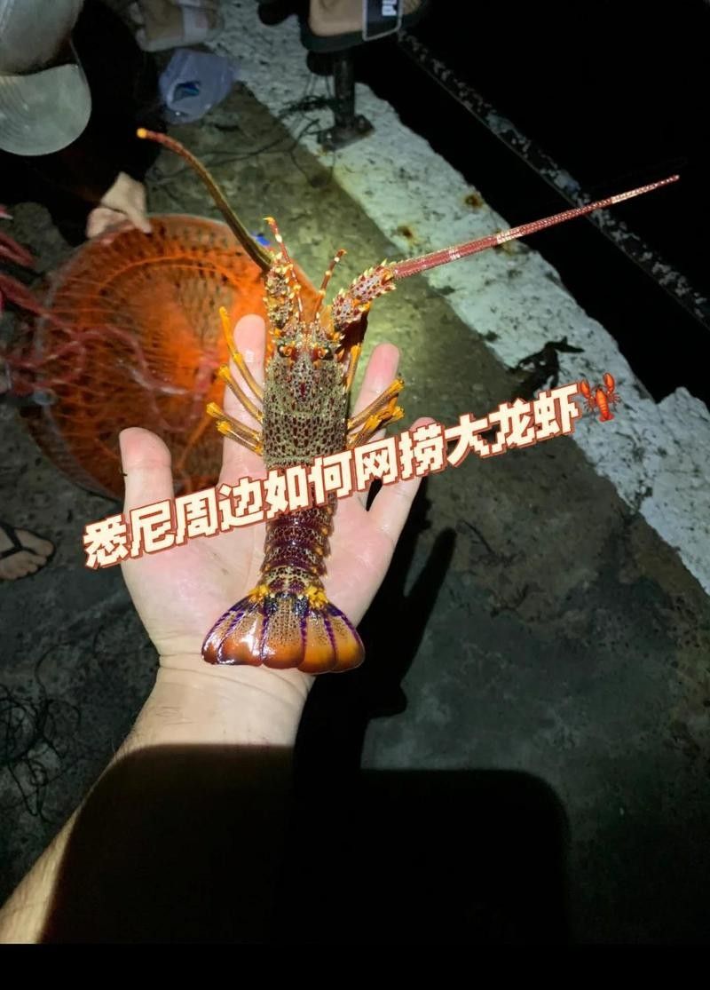 澳洲龍魚的價格是多少（悉尼臥龍崗捕撈澳洲大龍蝦全攻略悉尼臥龍崗捕撈澳洲大龍蝦）