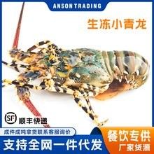 澳洲龍魚的價格是多少（悉尼臥龍崗捕撈澳洲大龍蝦全攻略悉尼臥龍崗捕撈澳洲大龍蝦）