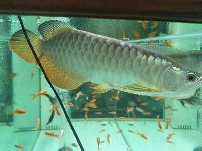 金龍魚適宜的水族箱布置，金龍魚水族箱布置方案