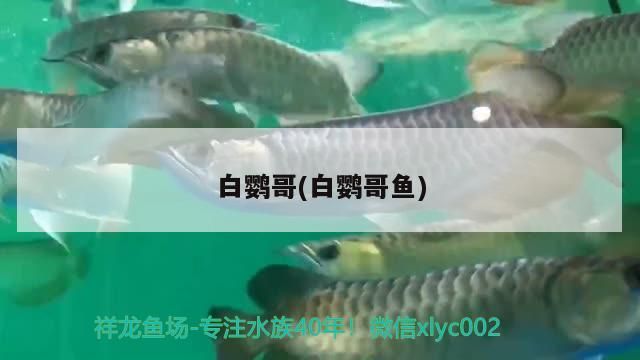 白鸚哥(白鸚哥魚)（白鸚哥寶卷《鸚哥寶卷》記載目錄一覽）