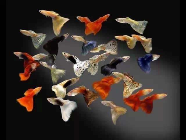最美龍魚金龍魚圖片大全大圖、金龍魚(詳情介紹，世界上最漂亮的龍魚圖片