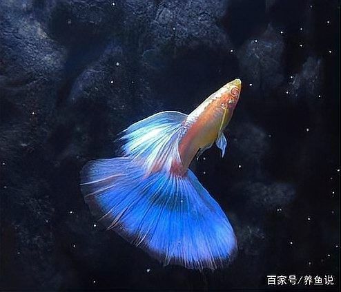 雷龍魚和孔雀魚哪個更好養(yǎng)（新手養(yǎng)魚怕翻車這5種“懶人魚”隨便養(yǎng)都爆缸）
