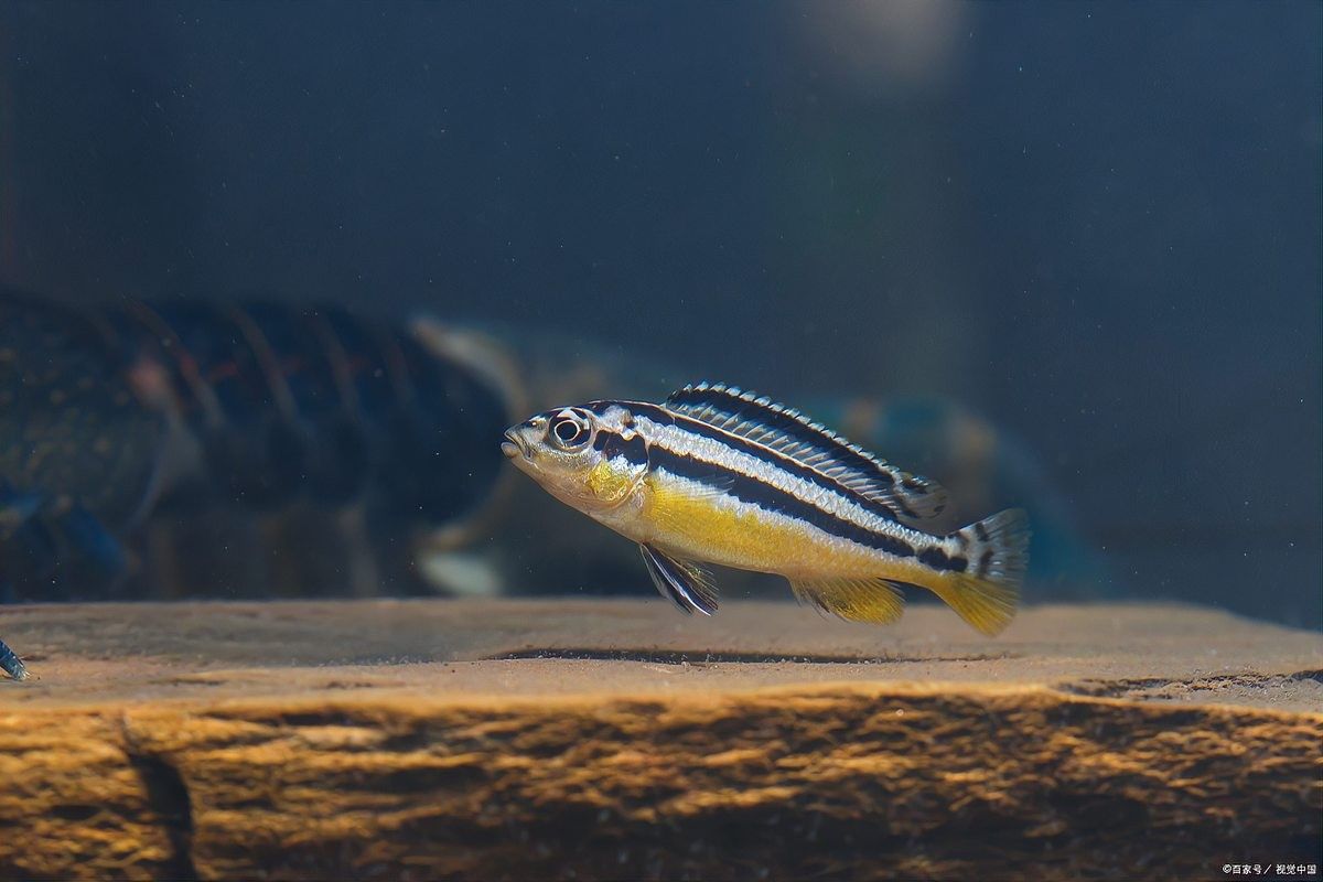 雷龍魚和孔雀魚哪個更好養(yǎng)（新手養(yǎng)魚怕翻車這5種“懶人魚”隨便養(yǎng)都爆缸）
