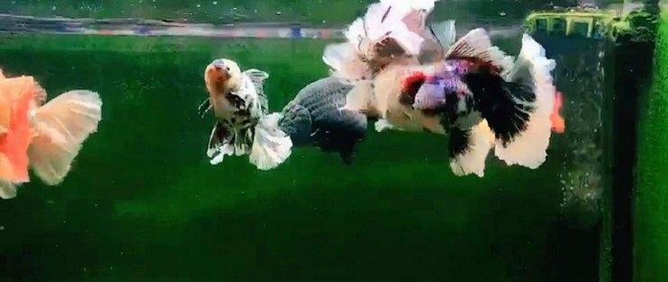 雷龍魚和孔雀魚哪個更好養(yǎng)（新手養(yǎng)魚怕翻車這5種“懶人魚”隨便養(yǎng)都爆缸）