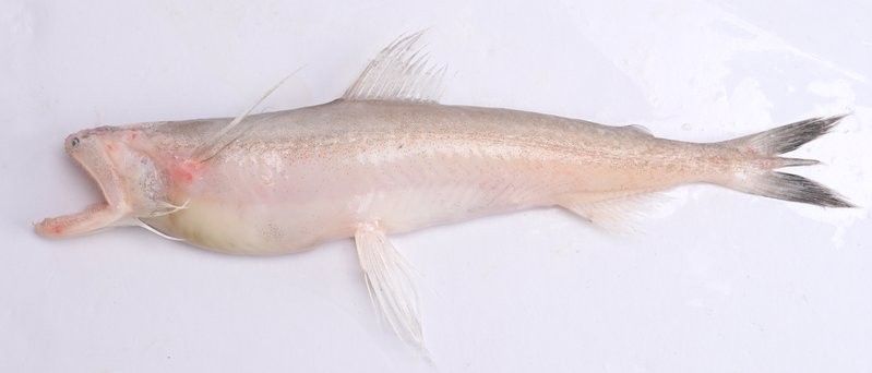 水龍魚(yú)的美食攝影作品哪里找（如何尋找水龍魚(yú)美食攝影作品） 水龍魚(yú)的美食攝影作品哪里找（如何尋找水龍魚(yú)美食攝影作品） 龍魚(yú)百科 第37張