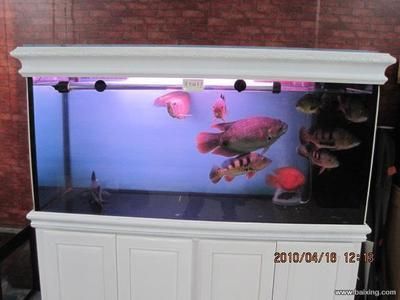 彩蝶魚缸廠簡介：如何購買彩蝶魚缸