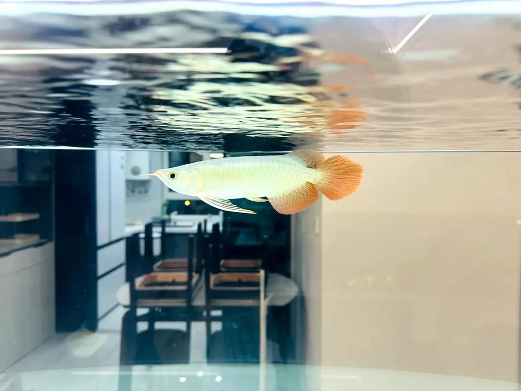如何飼養小紅龍魚苗？（關于如何飼養小紅龍魚苗的基本指南：確保你的魚缸水質良好） 如何飼養小紅龍魚苗？（關于如何飼養小紅龍魚苗的基本指南：確保你的魚缸水質良好） 龍魚百科 第14張
